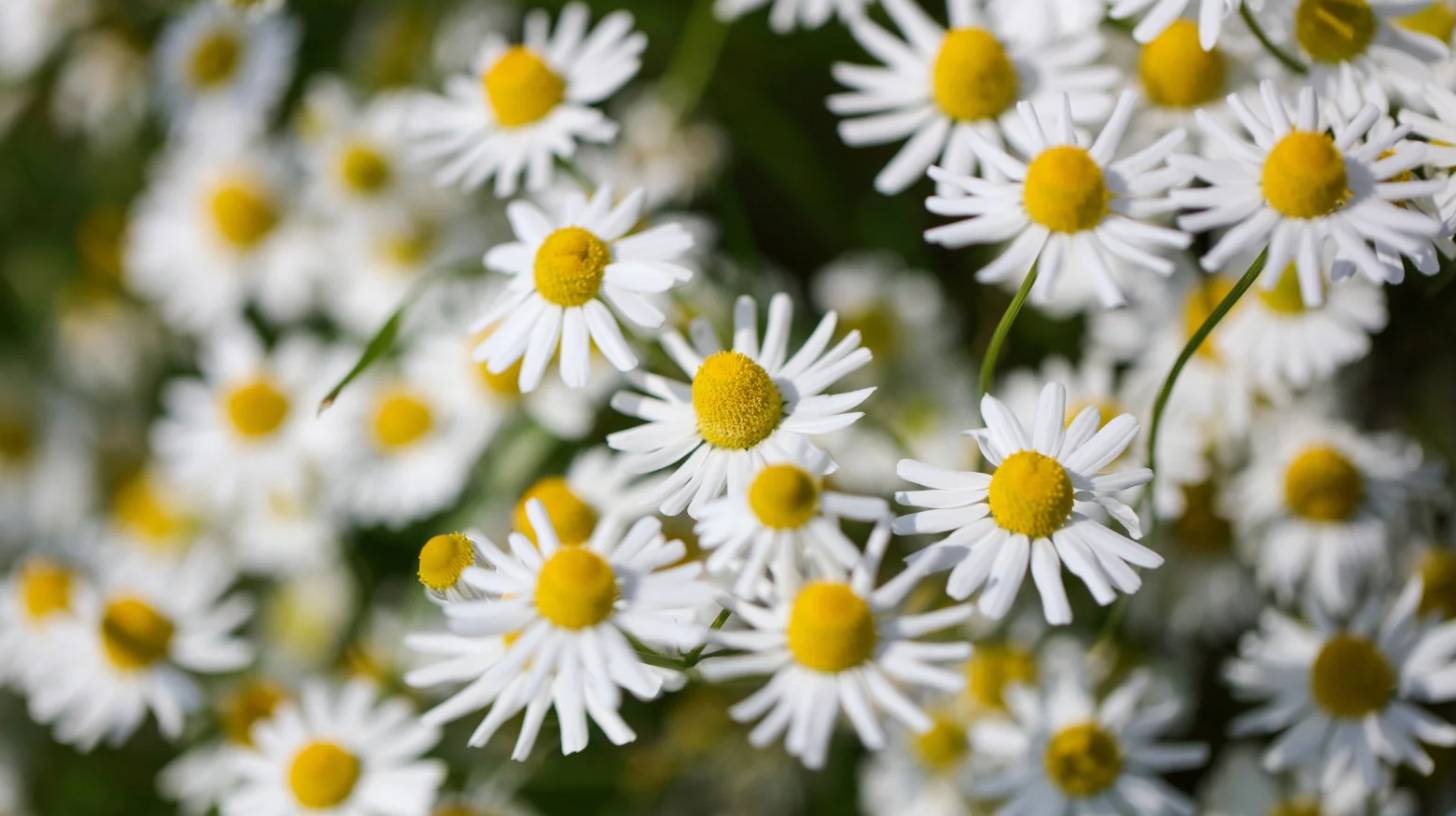 chamomile