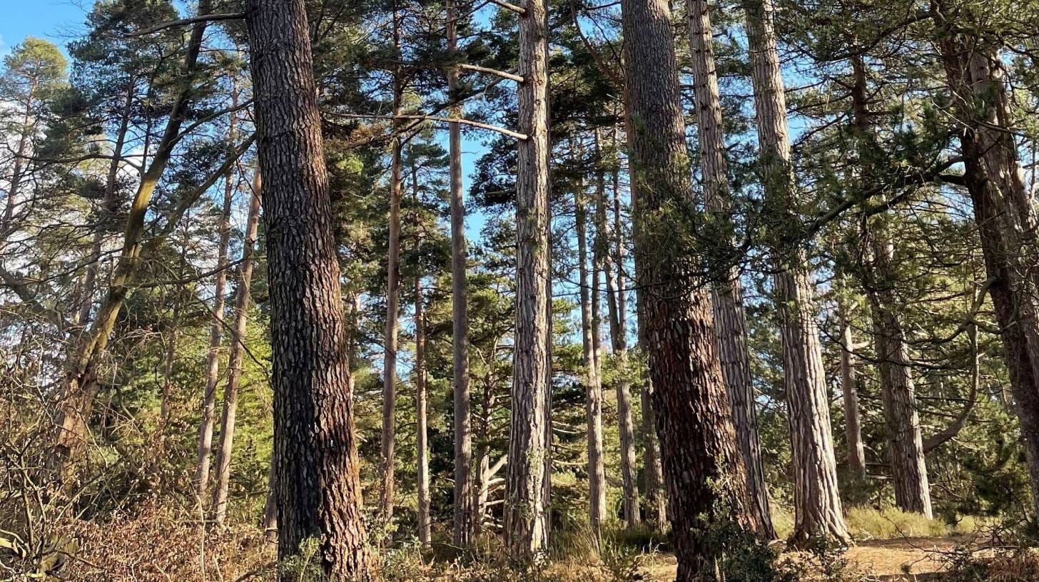 pine-tree