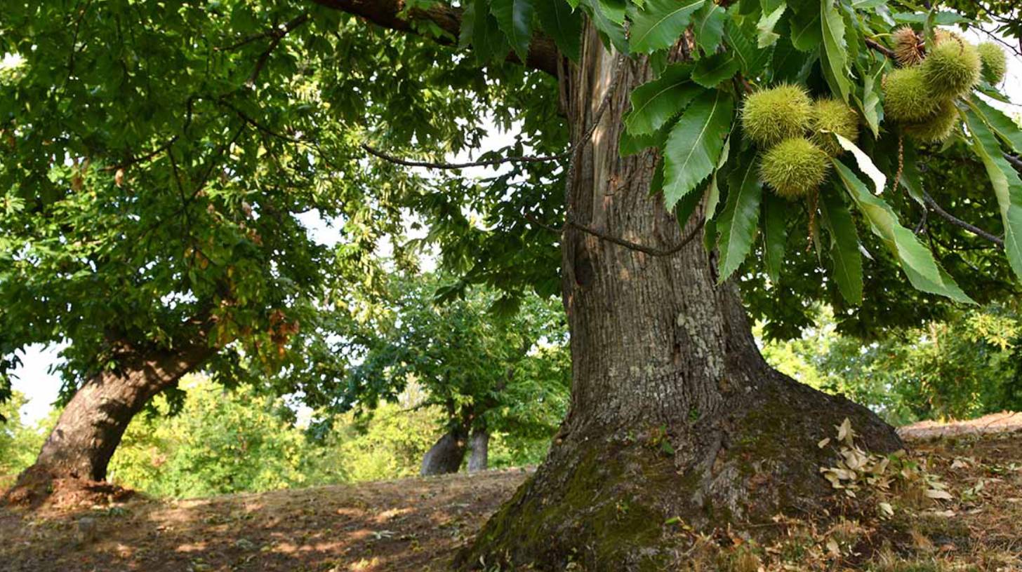 chestnut-tree