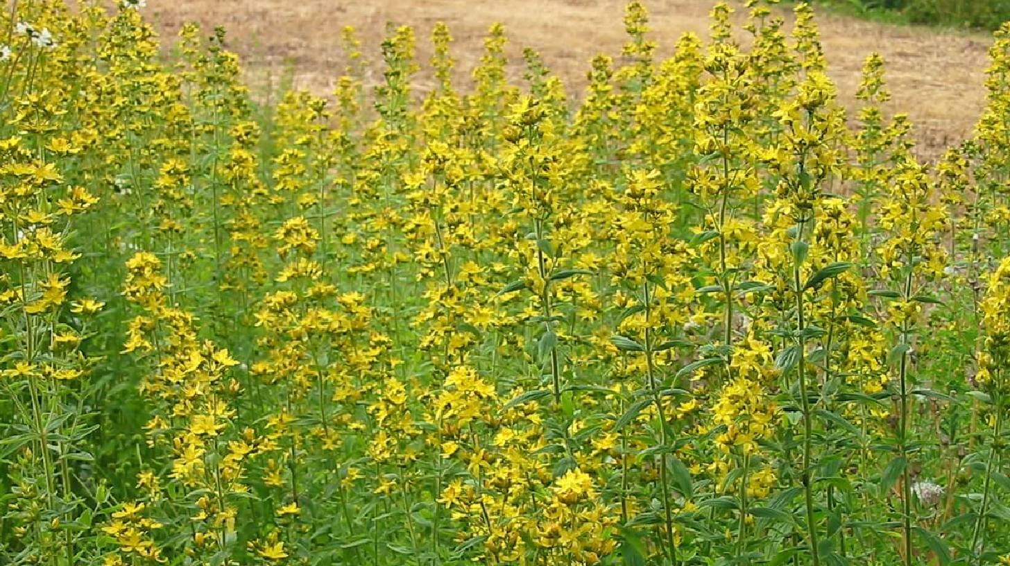 st-johns-wort
