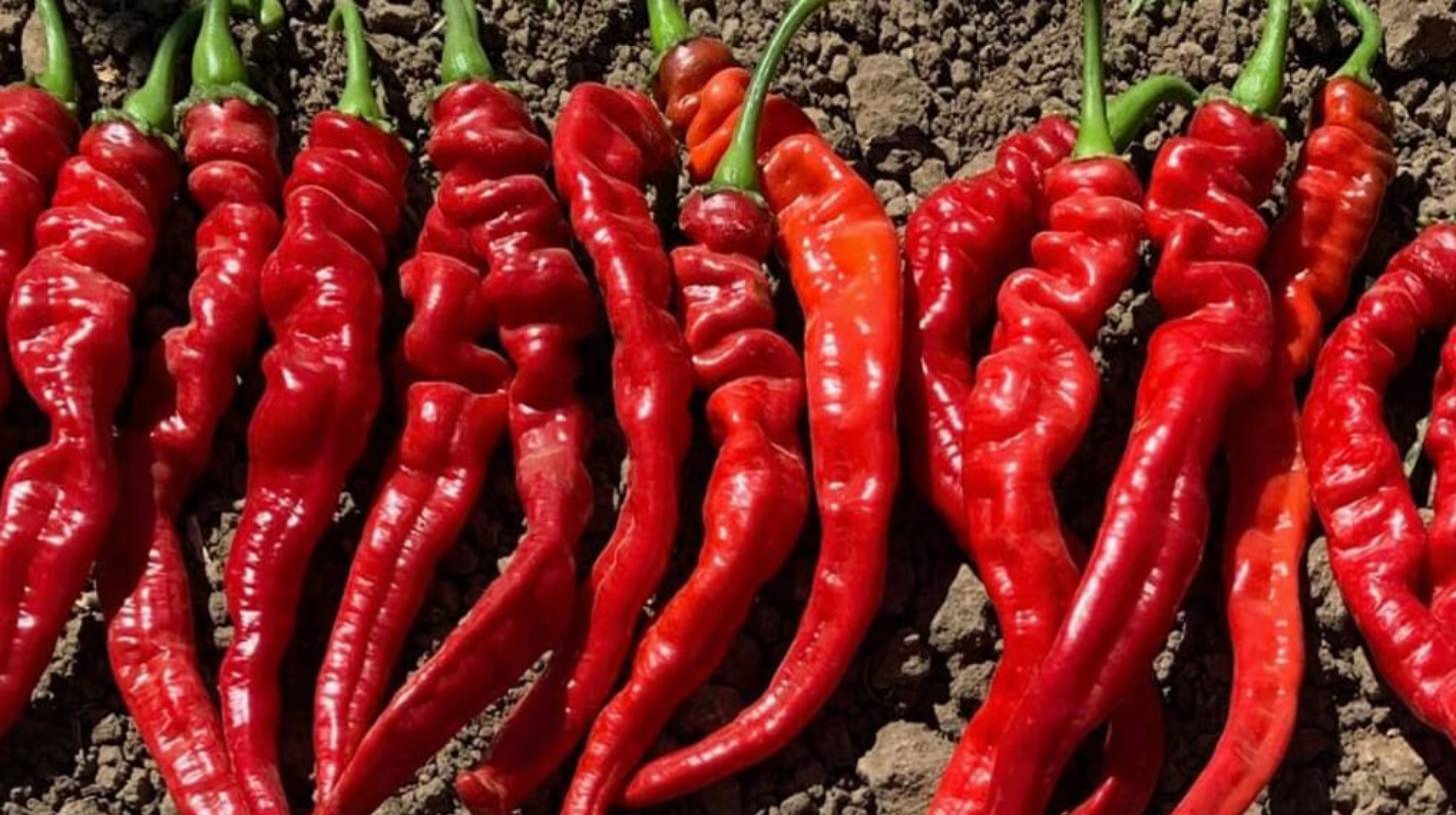 cayenne-pepper