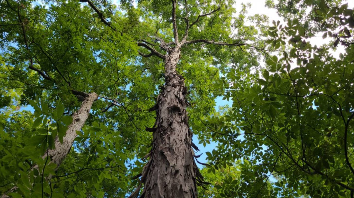 hickory-tree