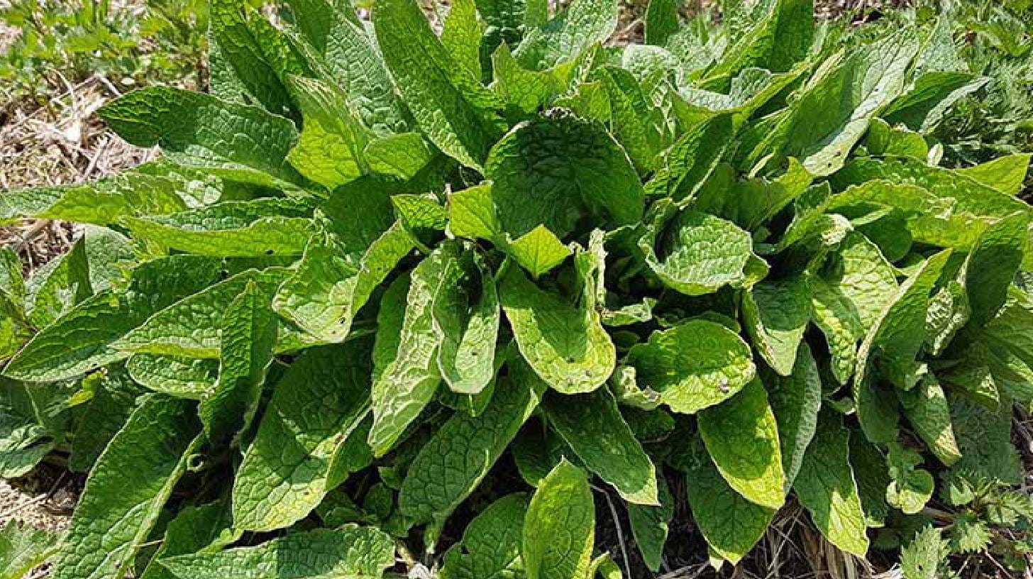 comfrey