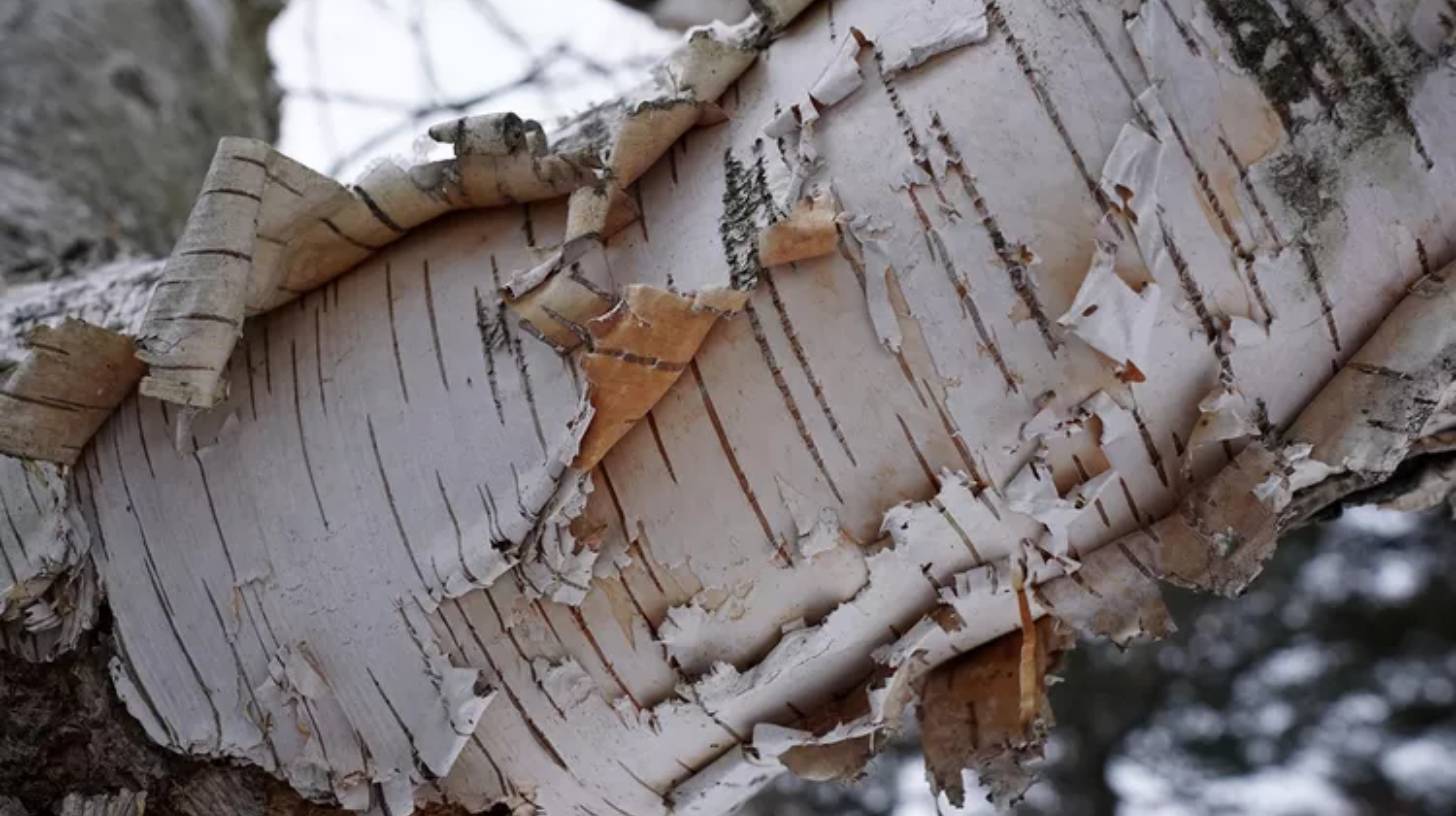 birch-tree