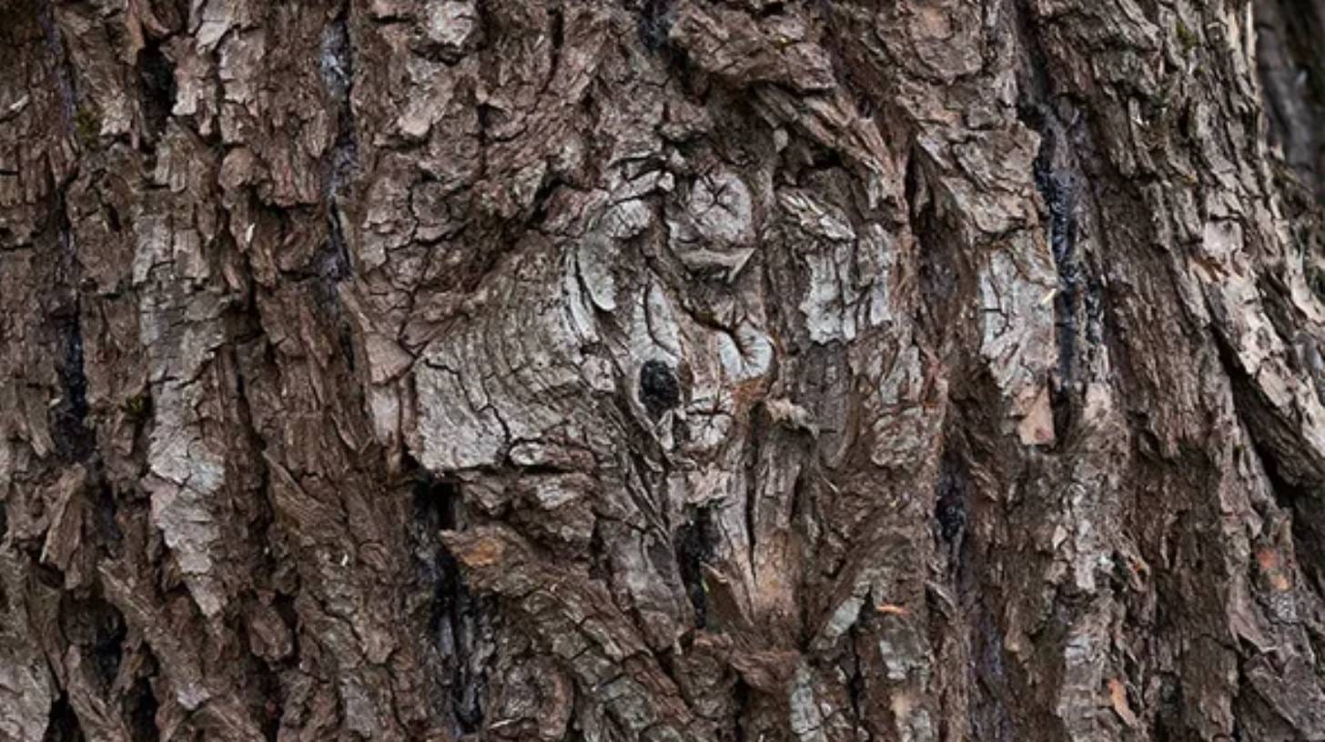 willow-bark