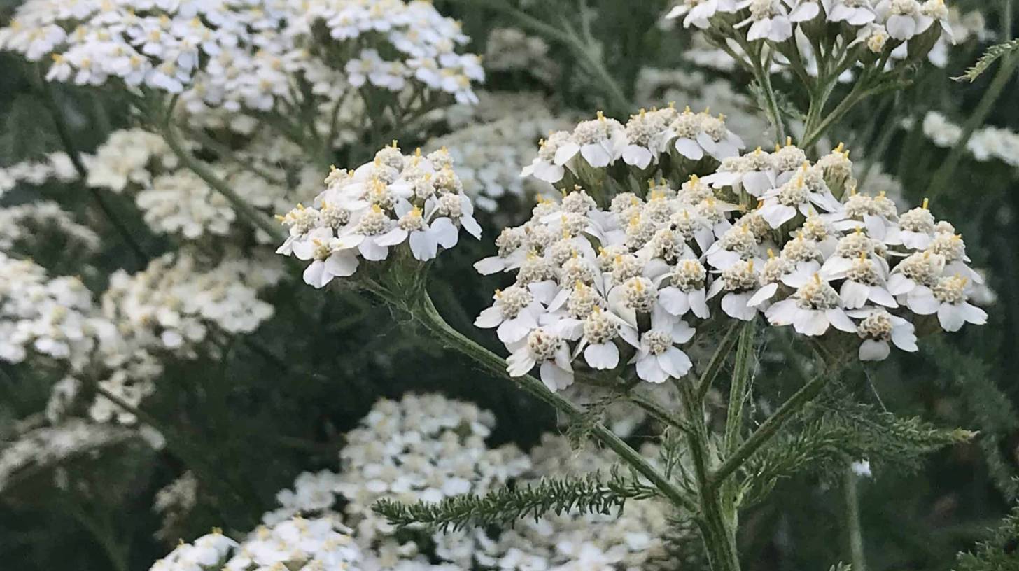 yarrow