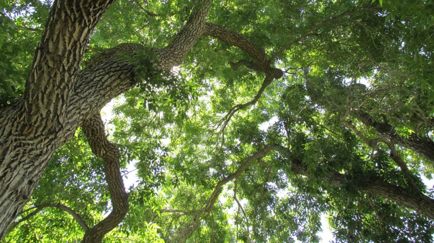 ash-tree