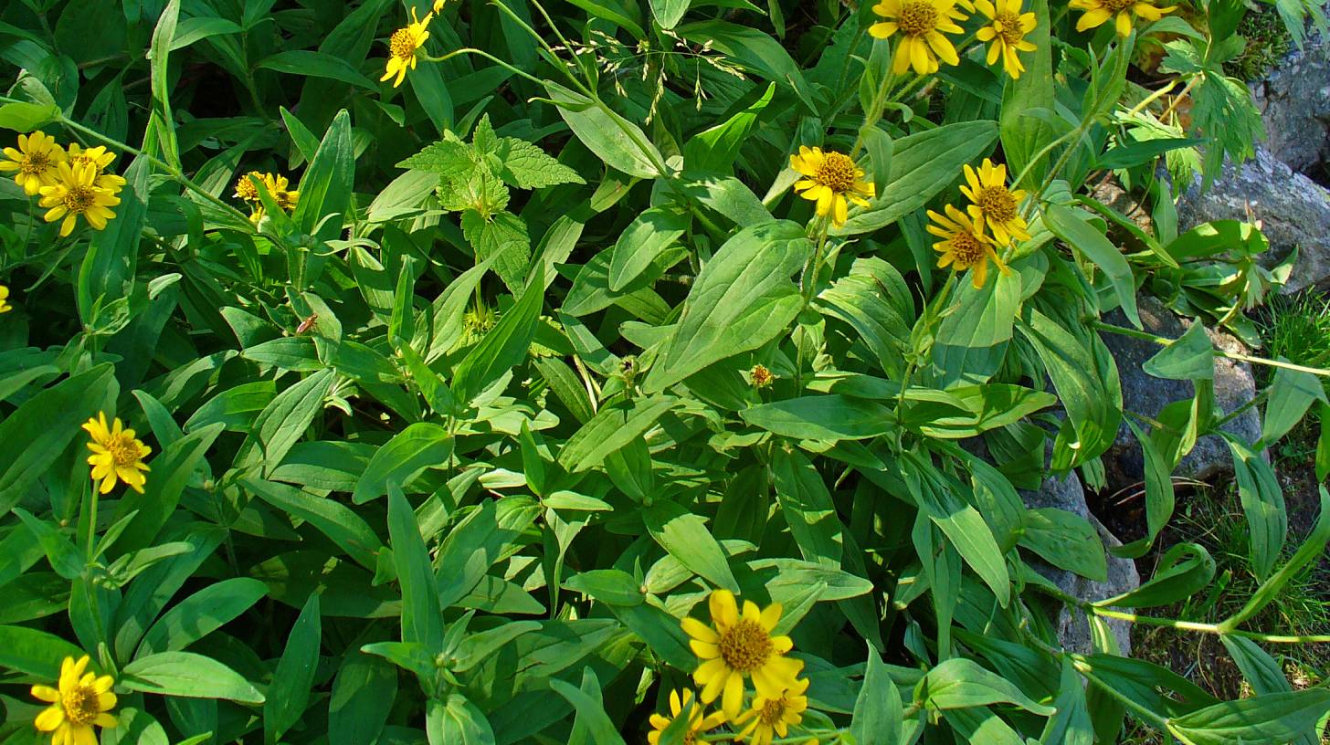 arnica