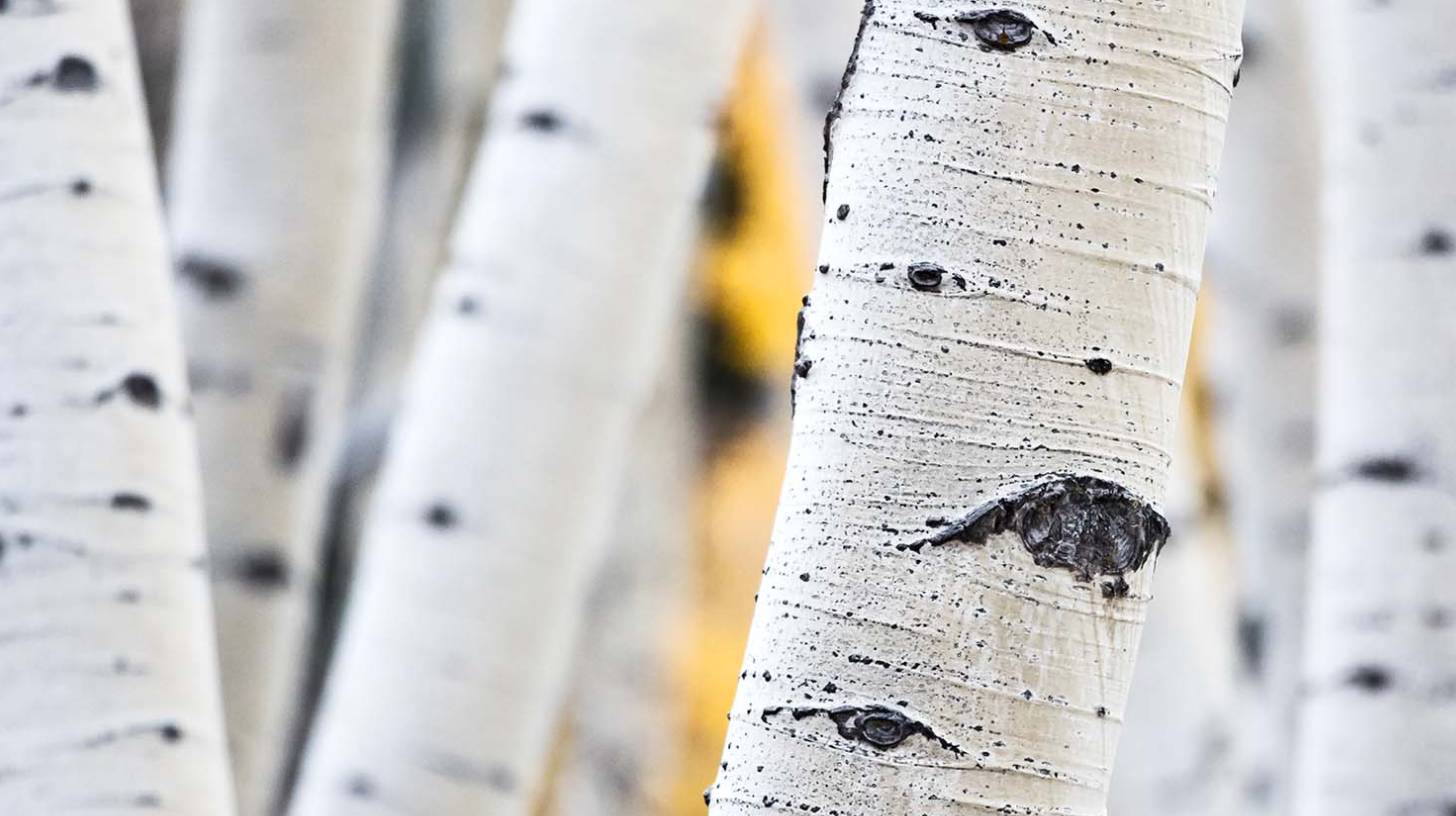 aspen-bark