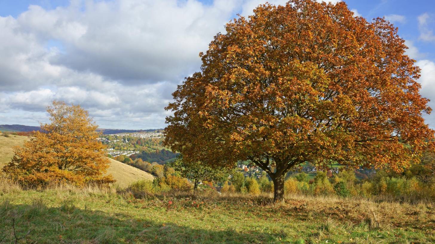 oak-tree