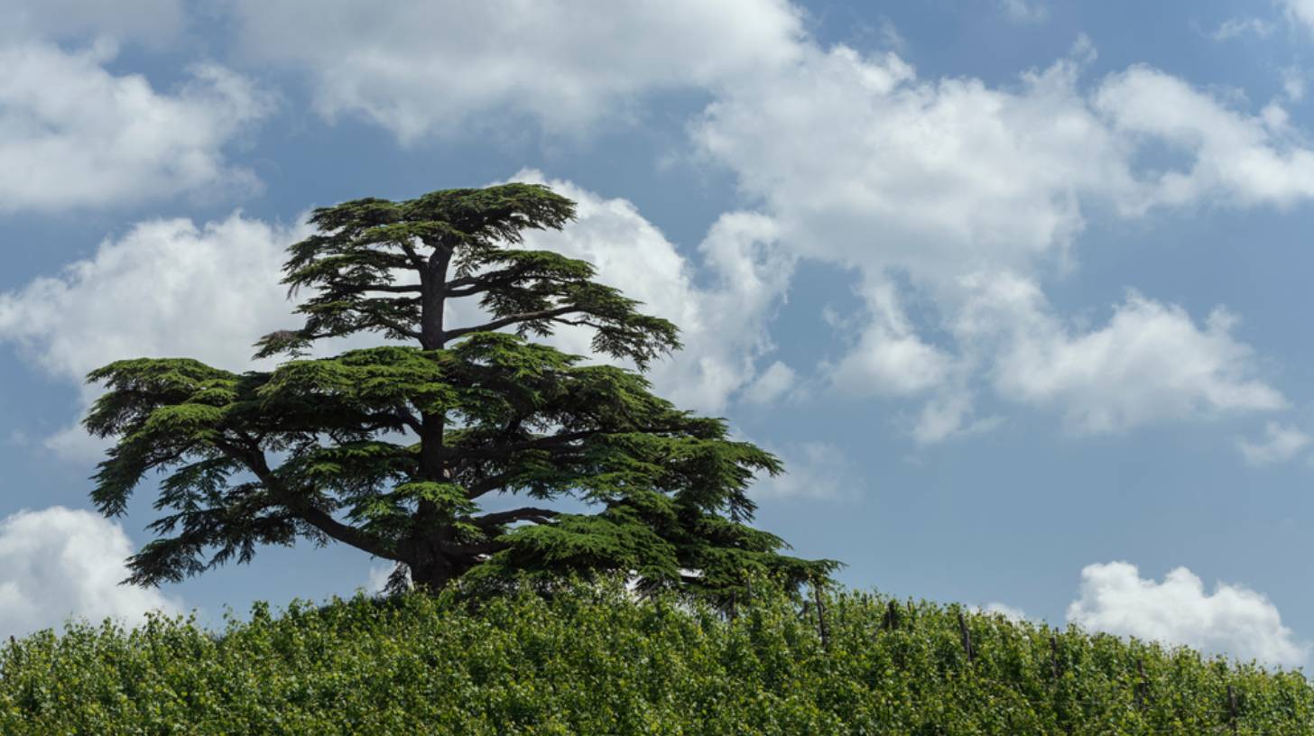 cedar-tree
