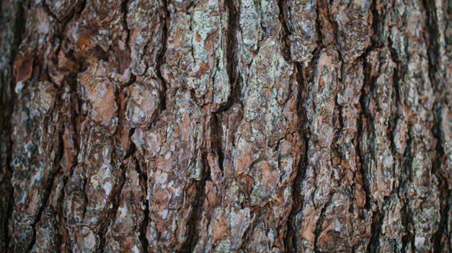pine-bark