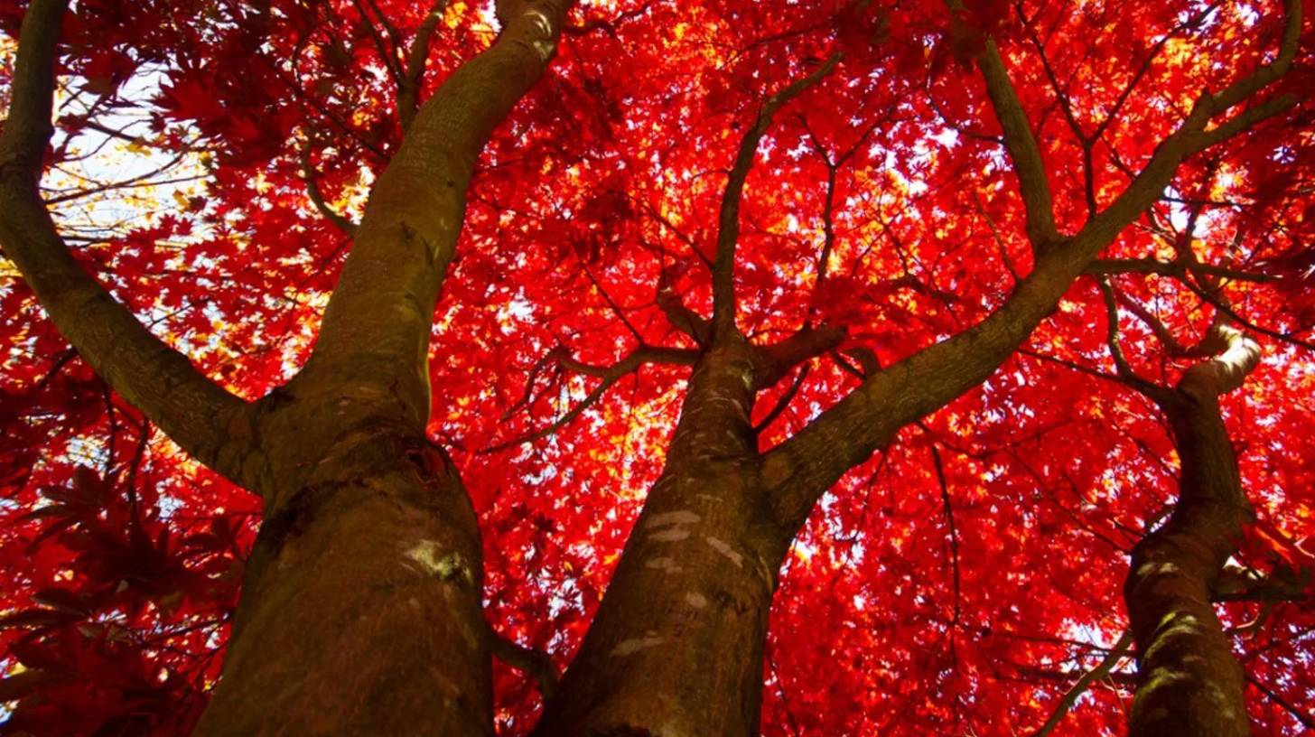 maple-tree