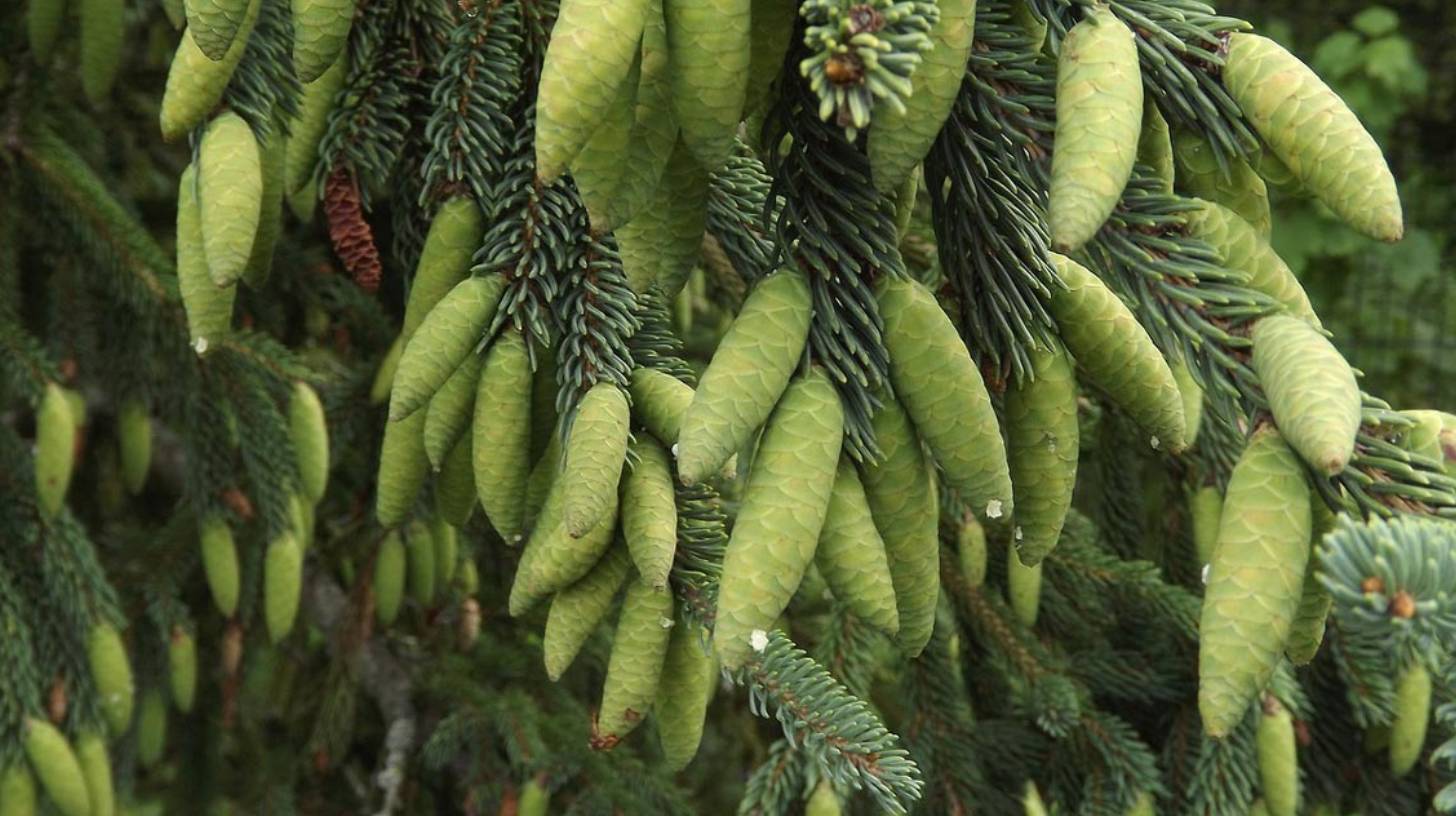 spurce-tree