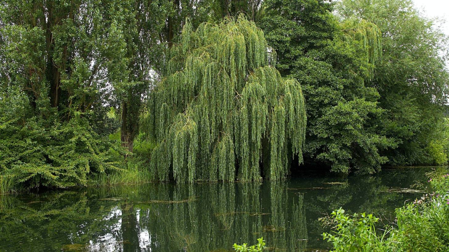 willow-tree
