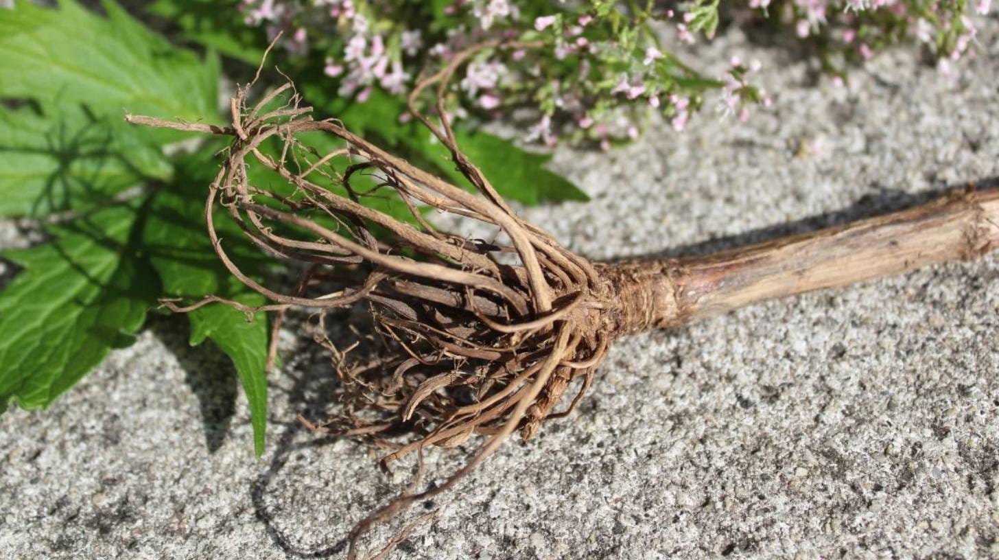 valerian-root